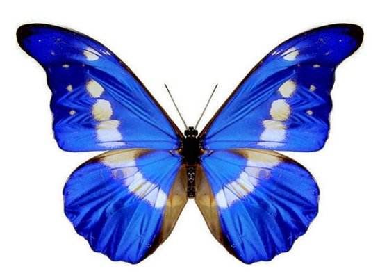 【清明节】世界珍稀蝴蝶标本展即将亮相第三届樱花节